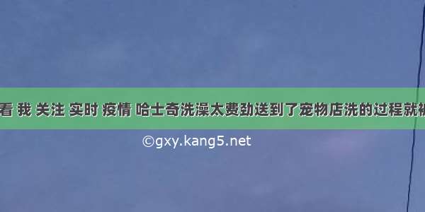 刷新 翻看 我 关注 实时 疫情 哈士奇洗澡太费劲送到了宠物店洗的过程就被宠物店