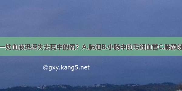 在下列哪一处血液迅速失去其中的氧？A.肺泡B.小肠中的毛细血管C.肺静脉D.肾动脉