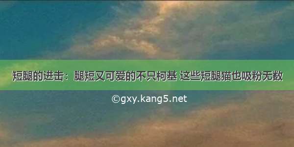 短腿的进击：腿短又可爱的不只柯基 这些短腿猫也吸粉无数