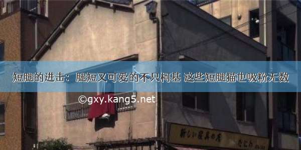 短腿的进击：腿短又可爱的不只柯基 这些短腿猫也吸粉无数