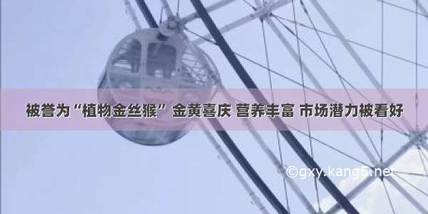 被誉为“植物金丝猴” 金黄喜庆 营养丰富 市场潜力被看好