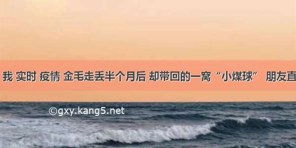 刷新 翻看 我 实时 疫情 金毛走丢半个月后 却带回的一窝“小煤球” 朋友直呼赚到了！