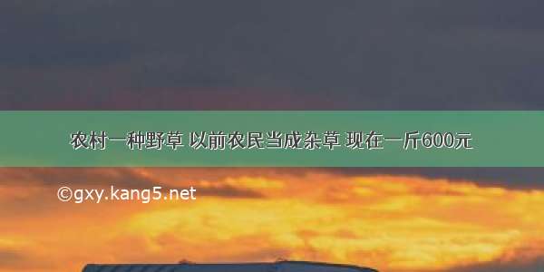 农村一种野草 以前农民当成杂草 现在一斤600元