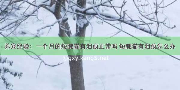 养宠经验：一个月的短腿猫有泪痕正常吗 短腿猫有泪痕怎么办