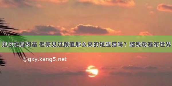 见过短腿柯基 但你见过颜值那么高的短腿猫吗？脑残粉遍布世界