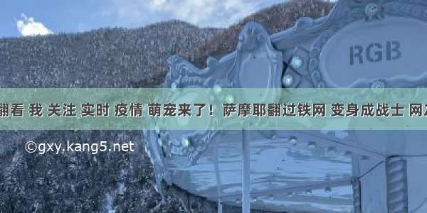 刷新 翻看 我 关注 实时 疫情 萌宠来了！萨摩耶翻过铁网 变身成战士 网友：身