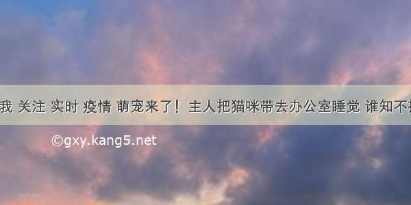 刷新 翻看 我 关注 实时 疫情 萌宠来了！主人把猫咪带去办公室睡觉 谁知不按常理出牌