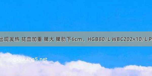 3年后患者出现发热 贫血加重 脾大 脾肋下6cm。HGB80/L WBC202×10/L PLT1100×10