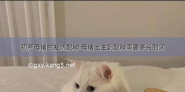 初产母猪的发情配种 母猪出生到配种需要多长时间