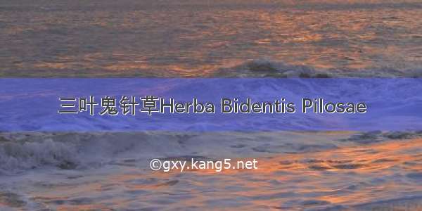 三叶鬼针草Herba Bidentis Pilosae