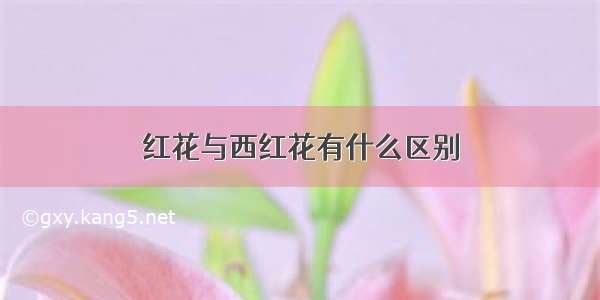 红花与西红花有什么区别