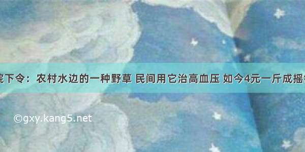 医院下令：农村水边的一种野草 民间用它治高血压 如今4元一斤成摇钱树