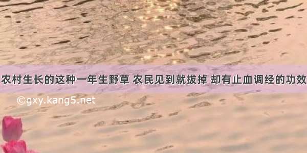 农村生长的这种一年生野草 农民见到就拔掉 却有止血调经的功效