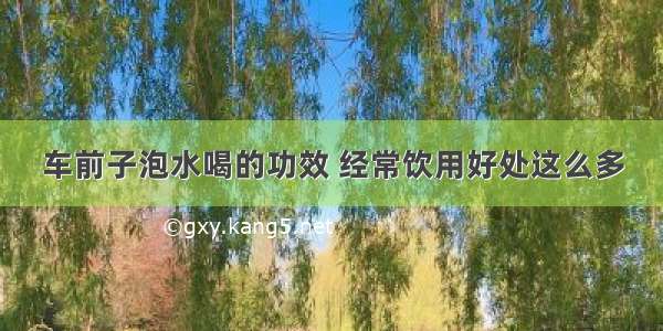 车前子泡水喝的功效 经常饮用好处这么多