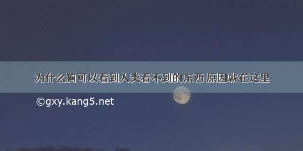 为什么狗可以看到人类看不到的东西 原因就在这里