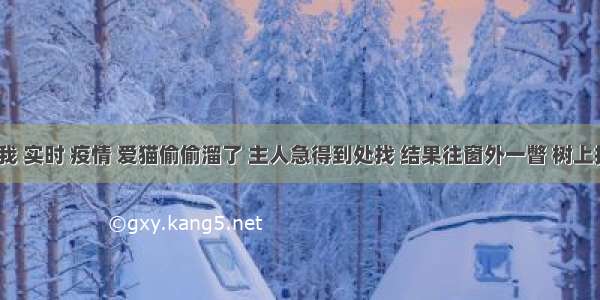 刷新 翻看 我 实时 疫情 爱猫偷偷溜了 主人急得到处找 结果往窗外一瞥 树上挂着一只猫