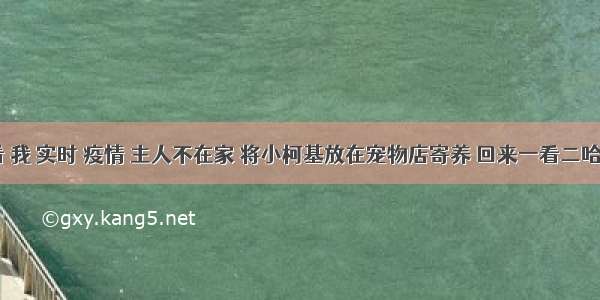 刷新 翻看 我 实时 疫情 主人不在家 将小柯基放在宠物店寄养 回来一看二哈灵魂附体