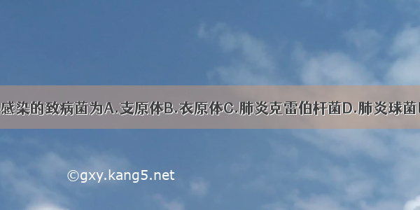 该患者最可能感染的致病菌为A.支原体B.衣原体C.肺炎克雷伯杆菌D.肺炎球菌E.金黄色葡萄