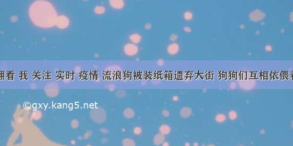 刷新 翻看 我 关注 实时 疫情 流浪狗被装纸箱遗弃大街 狗狗们互相依偎着取暖 