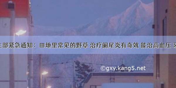 北京卫生部紧急通知：田地里常见的野草 治疗阑尾炎有奇效 能治高血压 牙痛 白发