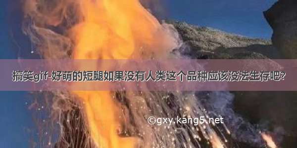 搞笑gif-好萌的短腿如果没有人类这个品种应该没法生存吧？