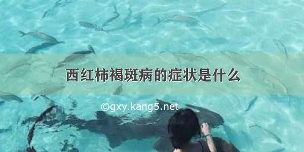 西红柿褐斑病的症状是什么