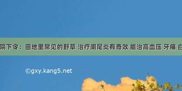 医院下令：田地里常见的野草 治疗阑尾炎有奇效 能治高血压 牙痛 白发