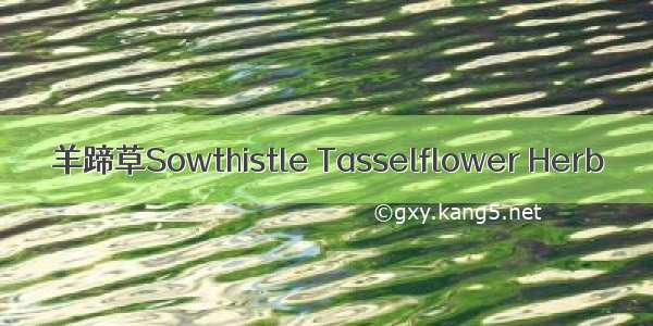 羊蹄草Sowthistle Tasselflower Herb