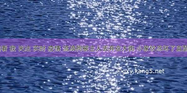 刷新 翻看 我 关注 实时 疫情 流浪狗被主人丢弃在大街 小家伙冻坏了直瑟瑟发抖