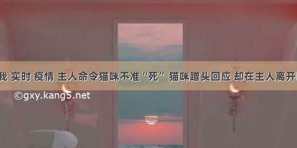 刷新 翻看 我 实时 疫情 主人命令猫咪不准“死” 猫咪蹭头回应 却在主人离开时悄然离去