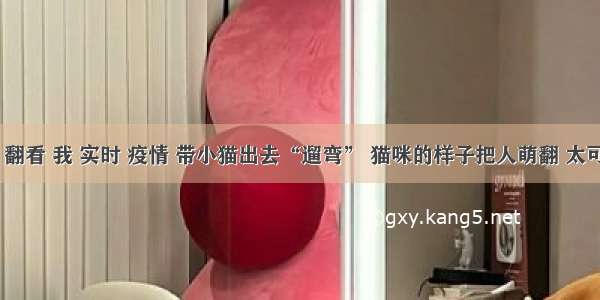 刷新 翻看 我 实时 疫情 带小猫出去“遛弯” 猫咪的样子把人萌翻 太可爱了