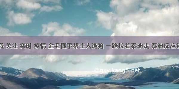 刷新 翻看 我 关注 实时 疫情 金毛懂事帮主人遛狗 一路拉着泰迪走 泰迪反应让金毛脑大！