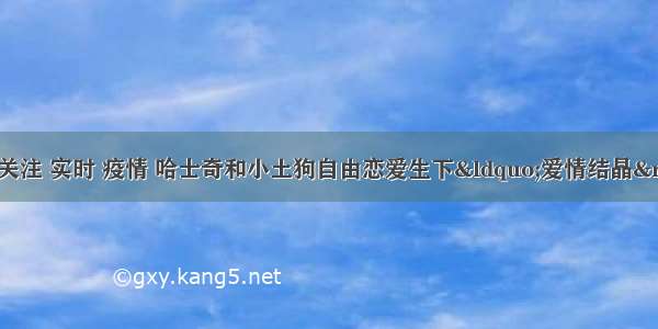 刷新 翻看 我 关注 实时 疫情 哈士奇和小土狗自由恋爱生下“爱情结晶” 最后小