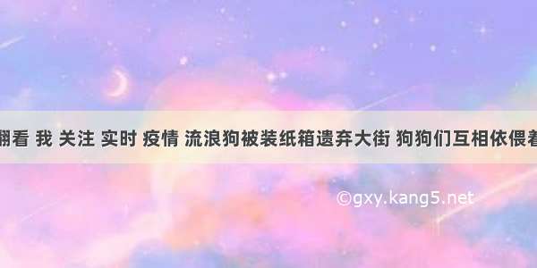 刷新 翻看 我 关注 实时 疫情 流浪狗被装纸箱遗弃大街 狗狗们互相依偎着取暖 