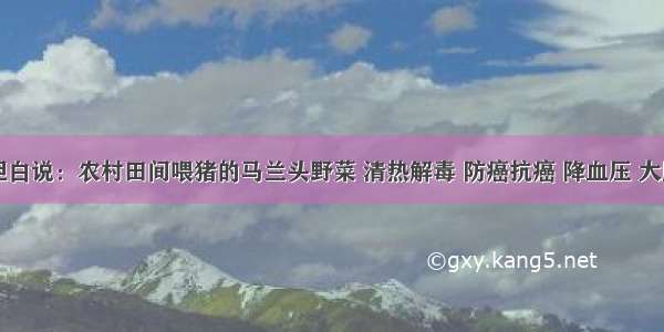 退休医生坦白说：农村田间喂猪的马兰头野菜 清热解毒 防癌抗癌 降血压 大肚子变平了