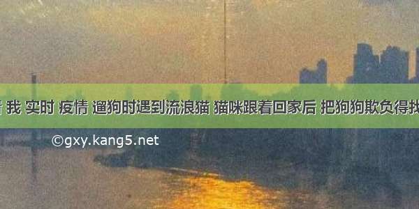 刷新 翻看 我 实时 疫情 遛狗时遇到流浪猫 猫咪跟着回家后 把狗狗欺负得找主人告状