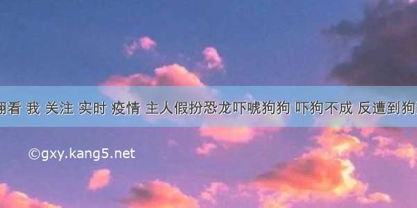 刷新 翻看 我 关注 实时 疫情 主人假扮恐龙吓唬狗狗 吓狗不成 反遭到狗狗白眼