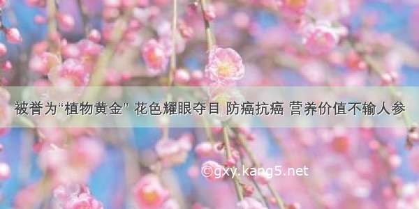 被誉为“植物黄金” 花色耀眼夺目 防癌抗癌 营养价值不输人参