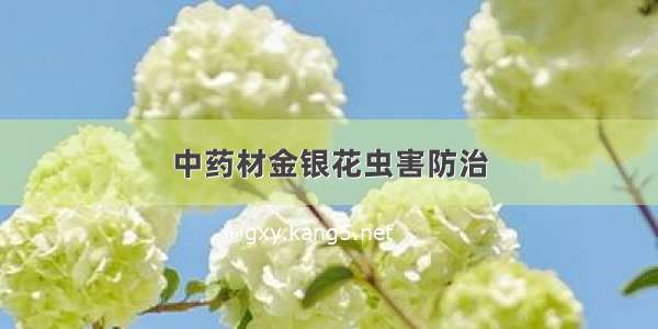 中药材金银花虫害防治