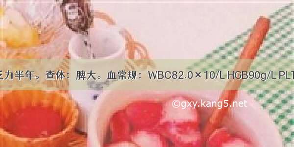 女性 31岁。乏力半年。查体：脾大。血常规：WBC82.0×10/L HGB90g/L PLT198×10/L