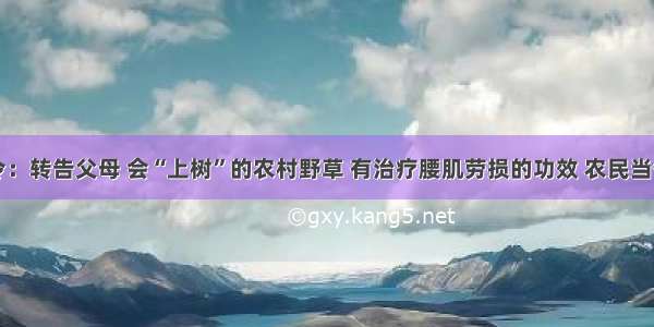 医院下令：转告父母 会“上树”的农村野草 有治疗腰肌劳损的功效 农民当做是害草